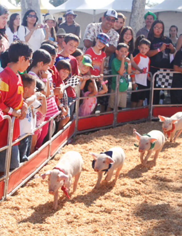 pig races2